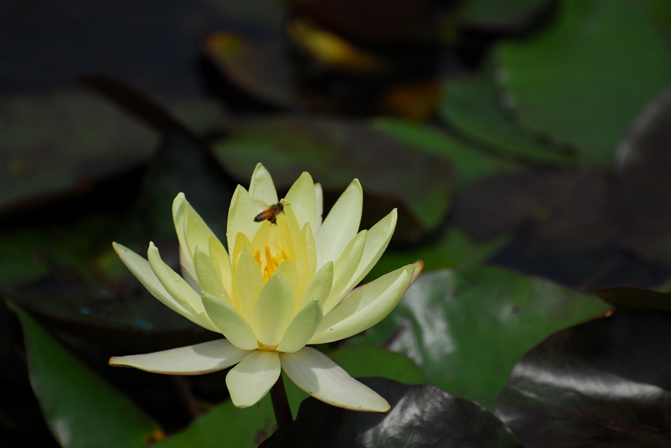  DSC_0096.JPG 