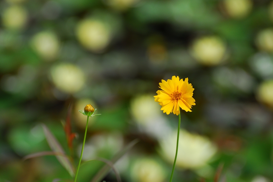  DSC_0117.JPG 