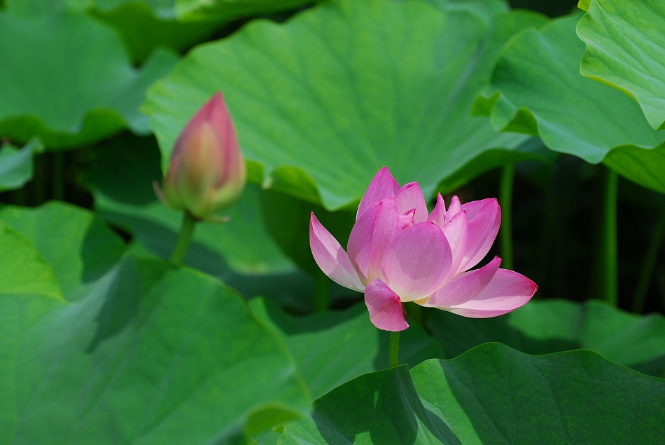  DSC_0120.JPG 