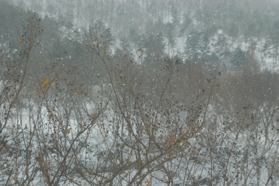 DSC_0006.JPG