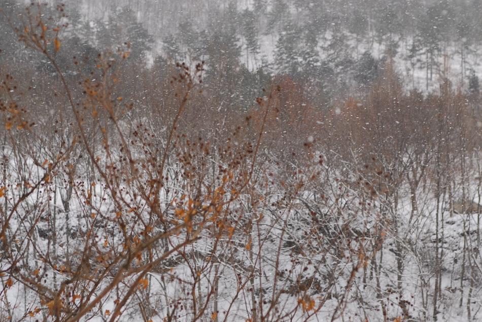 DSC_0009.JPG