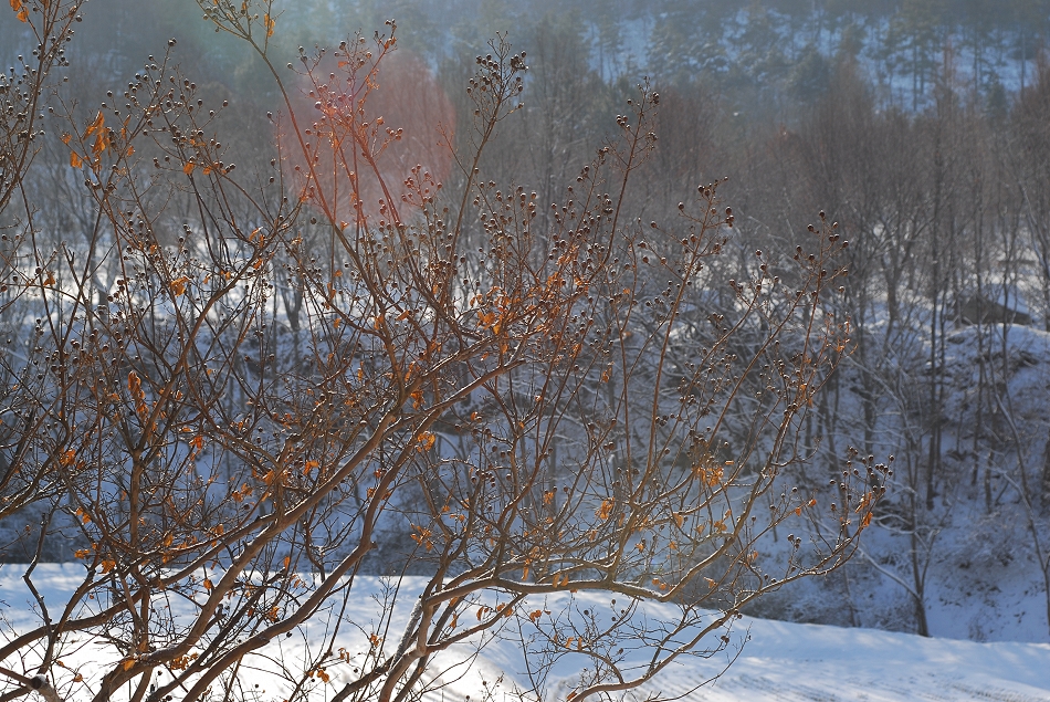 DSC_0225.JPG