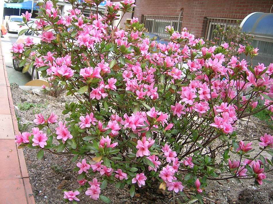  DSCN7353.JPG 
