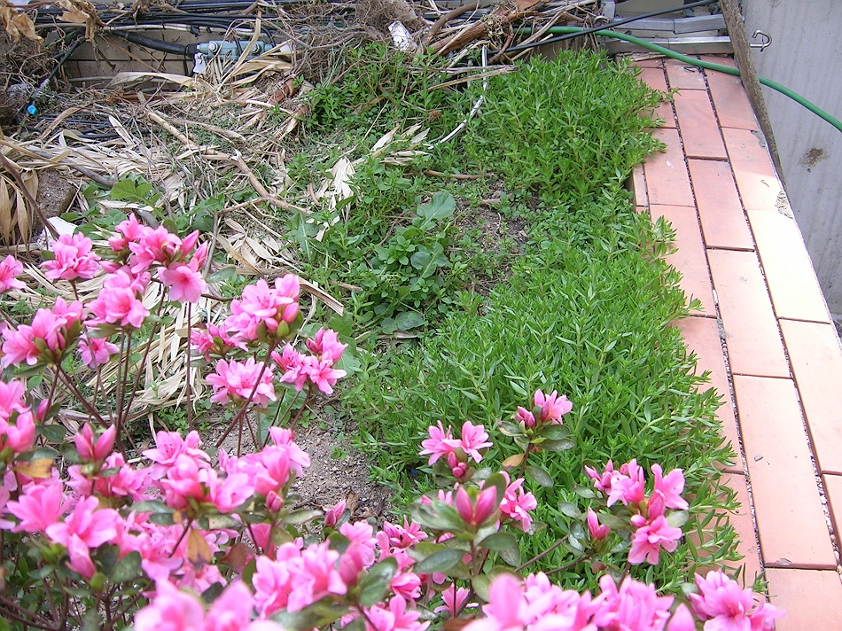  DSCN7357.JPG 