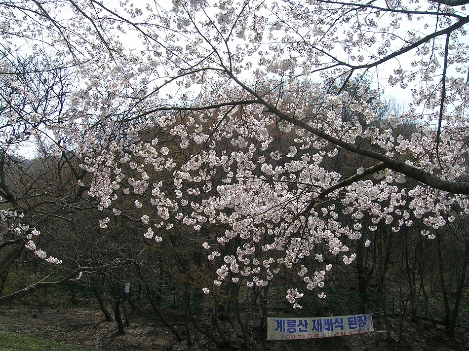  DSCN7196.JPG 