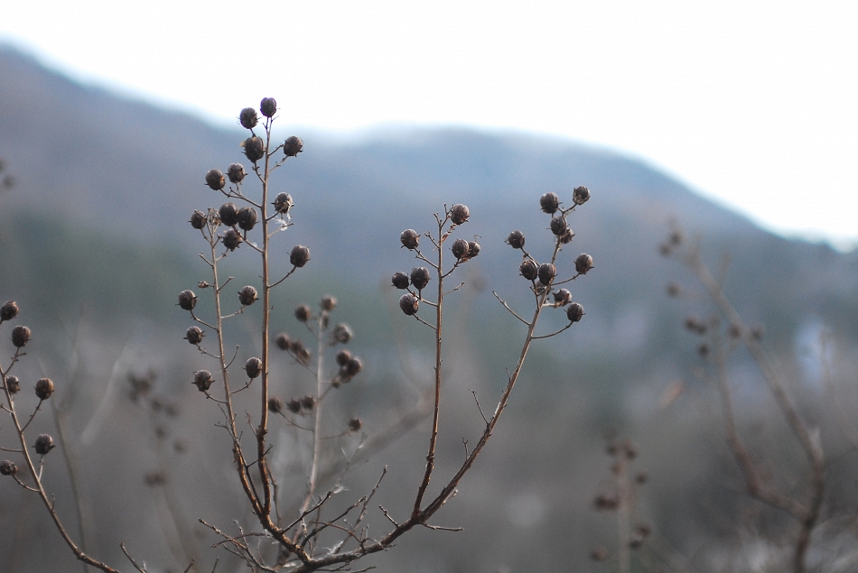  LSY_0011.JPG 