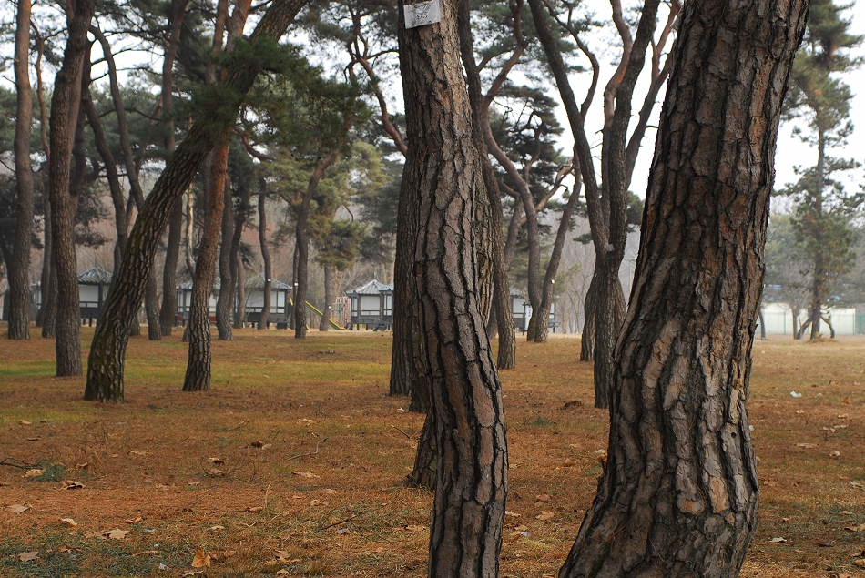  LSY_0115.JPG 